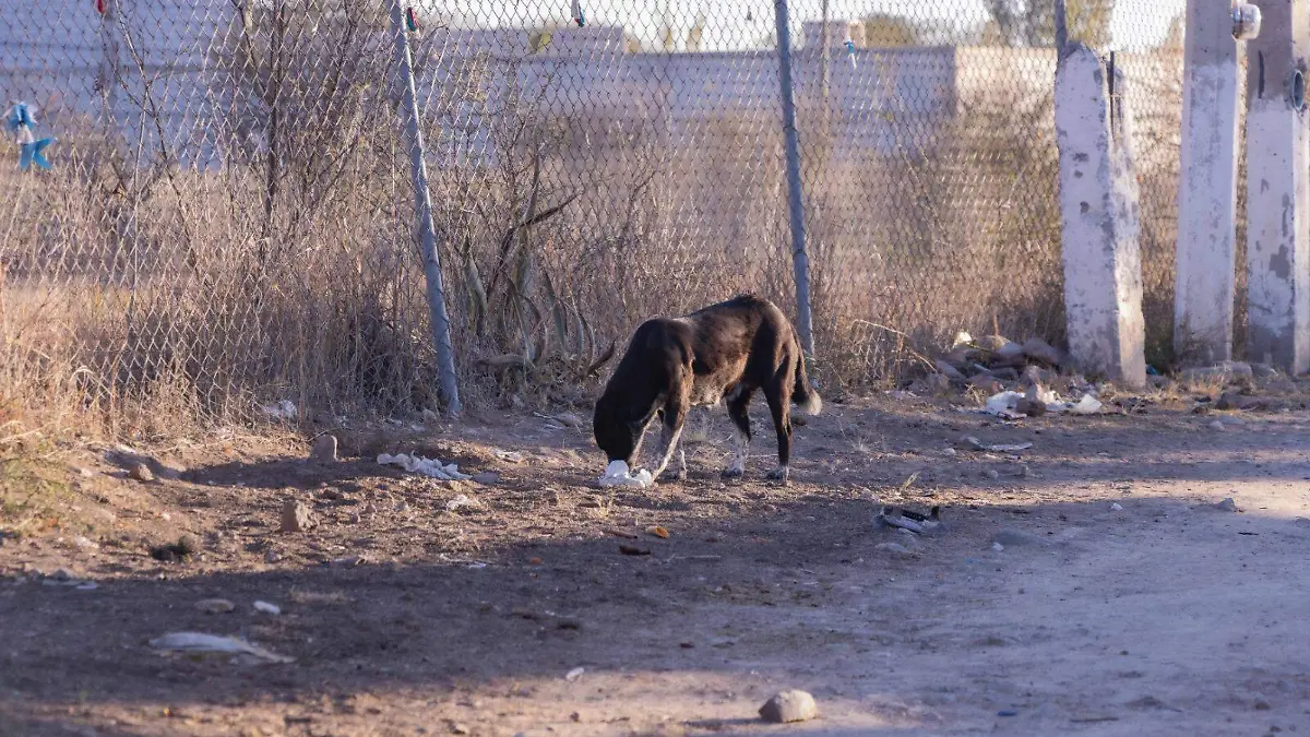 Perros callejeros